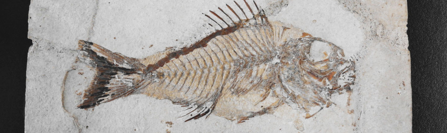 Collezione paleontologica