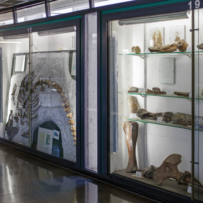 Museo di Paleontologia