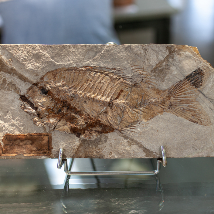 Museo di Paleontologia