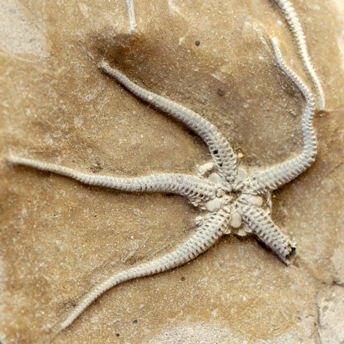 CollezioniMuseo di Paleontologia