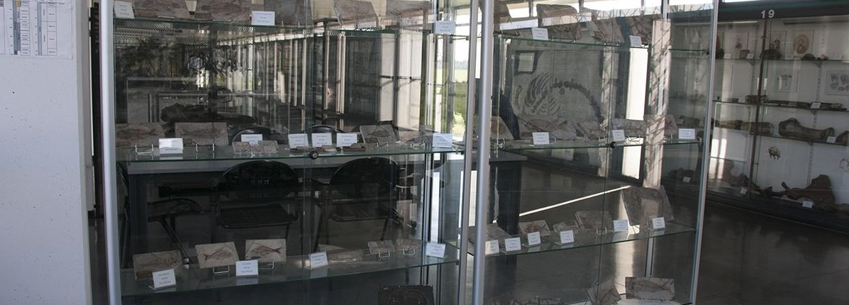IMMAGINE PER SLIDE ALTA Museo Paleontologia 1500x600