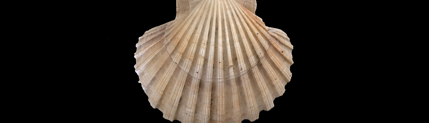 Museo di Paleontologia IMMAGINE ALTA PER Slide 1500x600