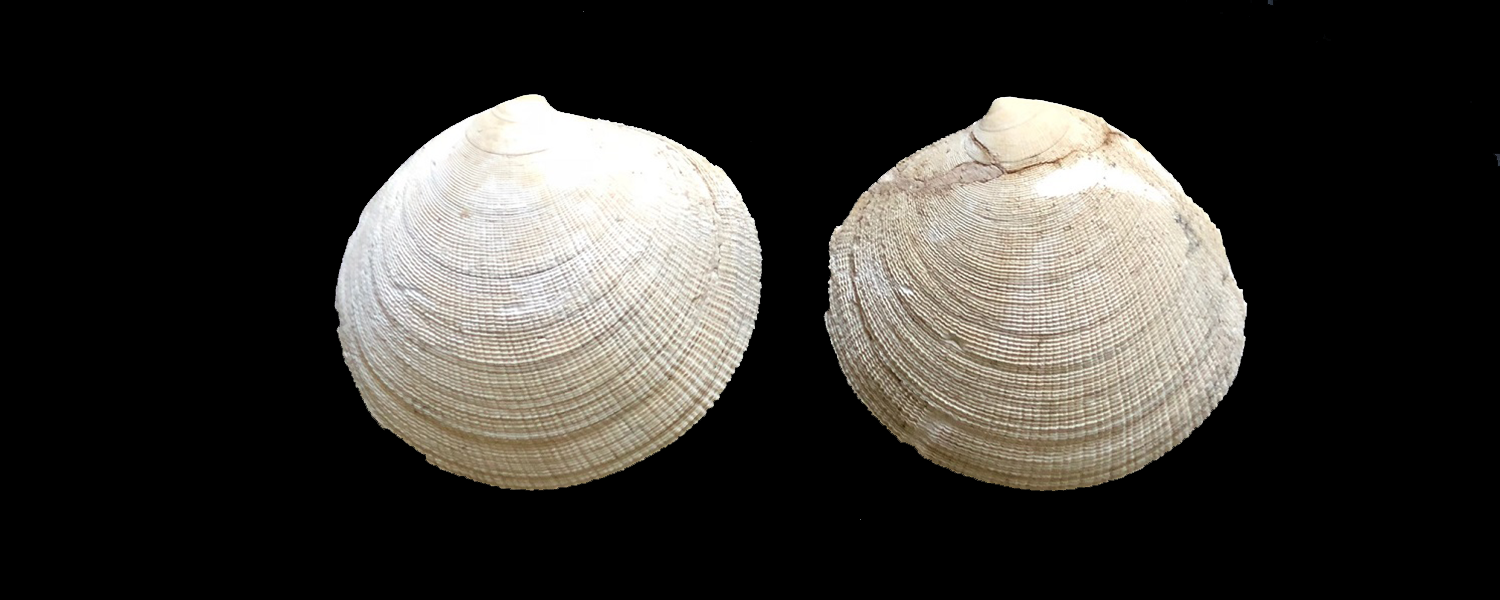 Bivalvi