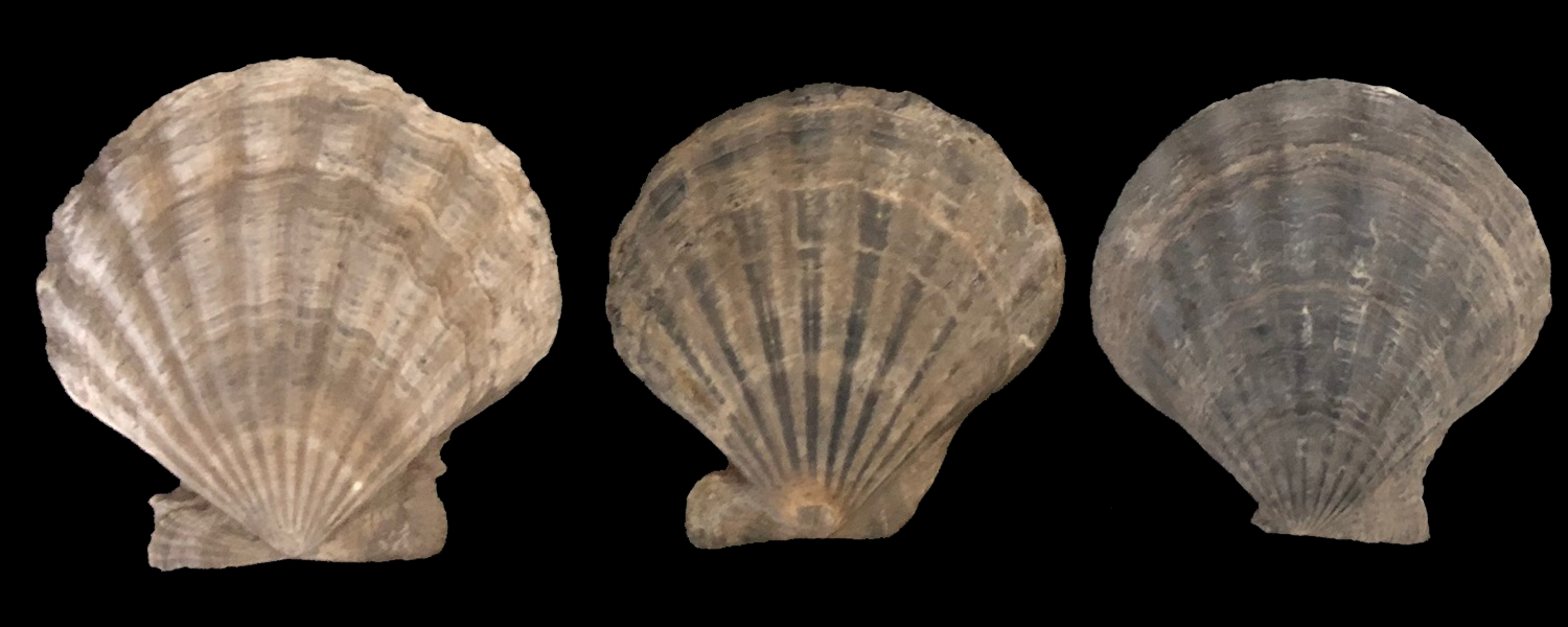 Esemplari di Pecten