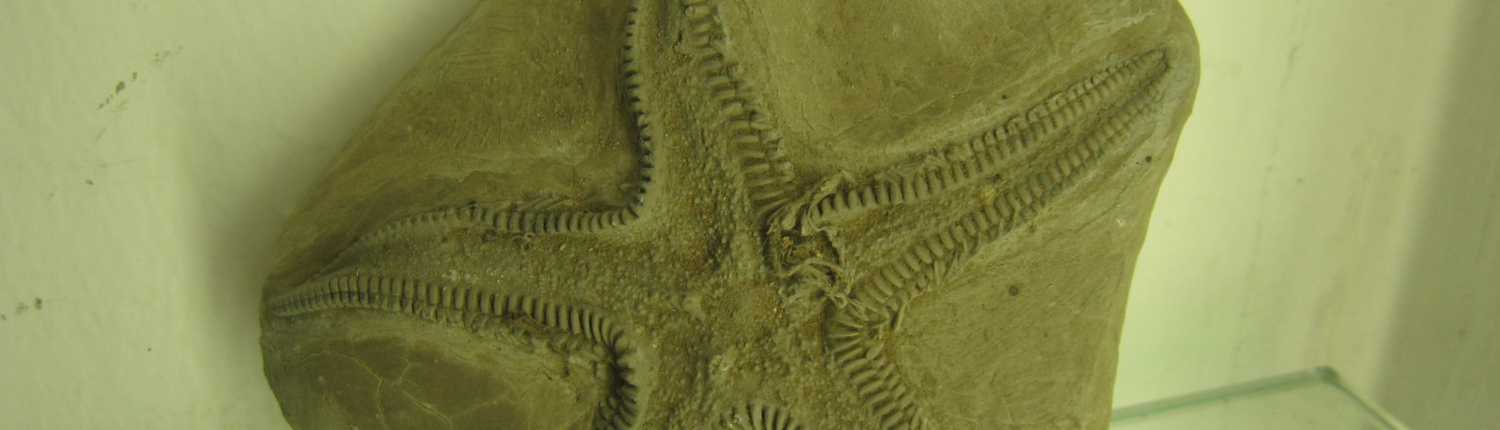 Museo Paleontologia_compressed Organizza la tua visita