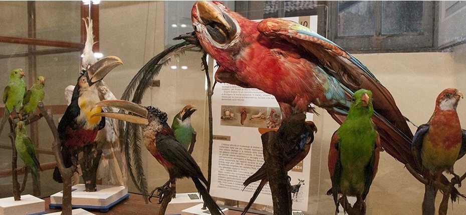Museo di Storiografia Naturalistica