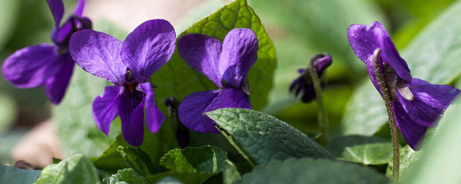 Orto Botanico - Viole