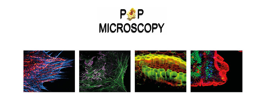 Mostra scientifica "POP Microscopy"