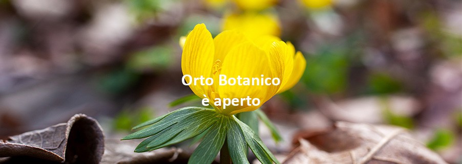 Orto Botanico - fiore