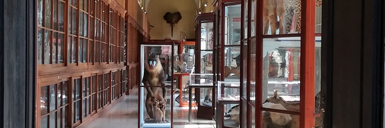Museo di Storia Naturale - Galleria sistematica