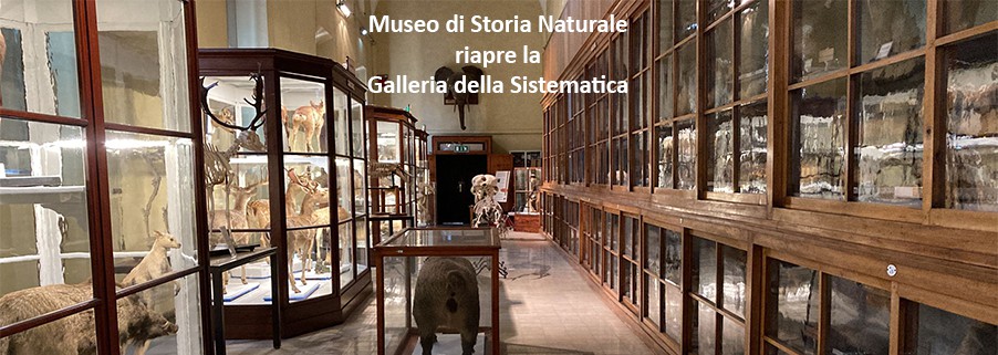 Museo di Storia Naturale . Galleria della sistematica