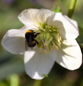 insetto e fiore