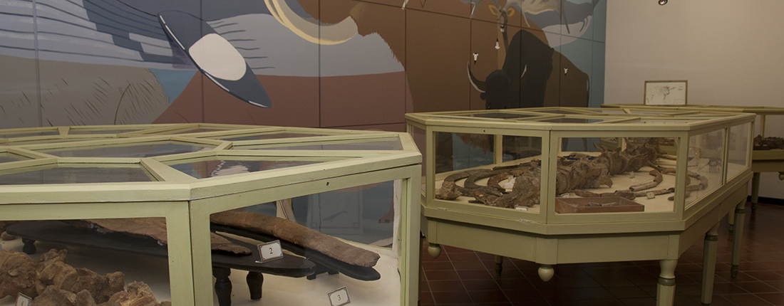 Museo di Storia Naturale - Collezione paleontologica Strobel