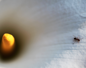 Formica su fiore