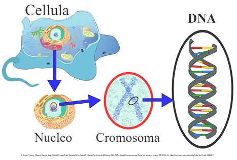 Fuori dal nucleo! Il DNA