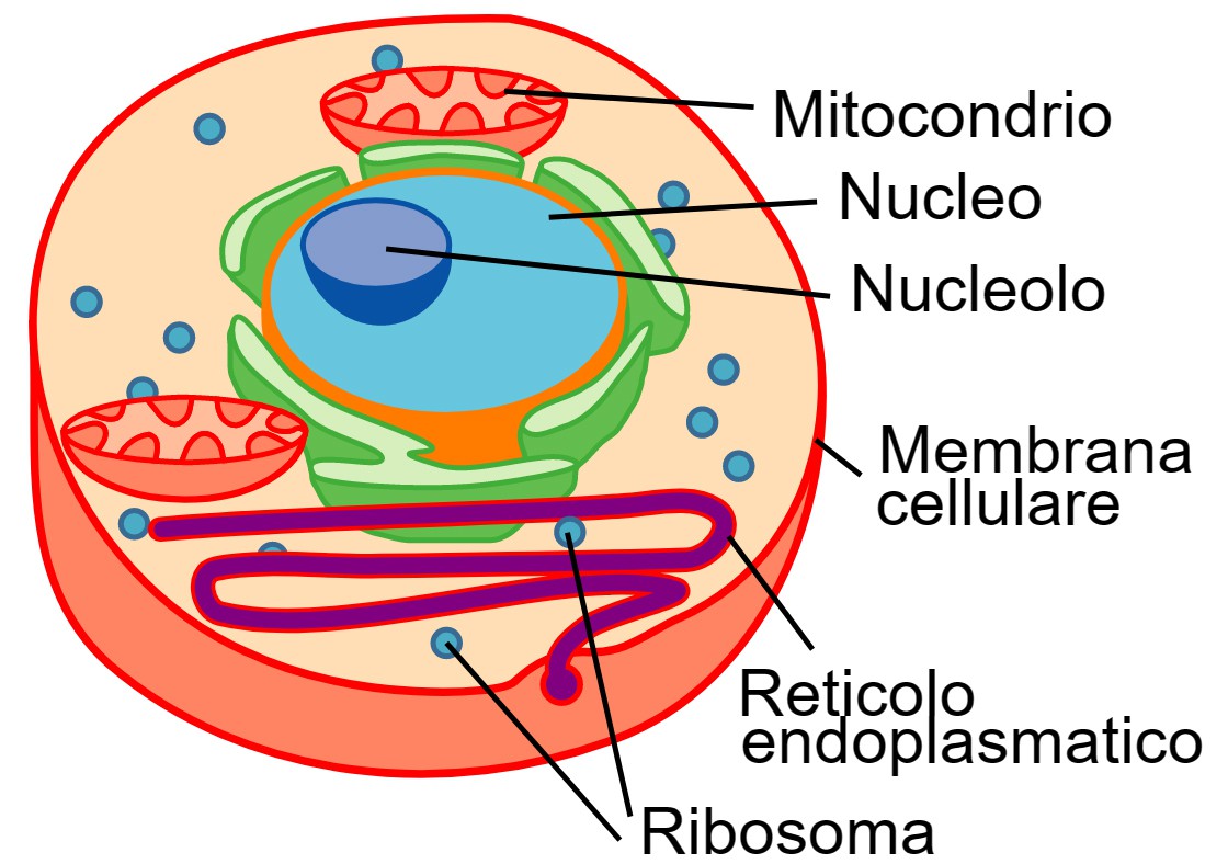 La cellula un microlaboratorio