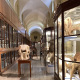 Museo di Storia Naturale - Galleria della Sistematica