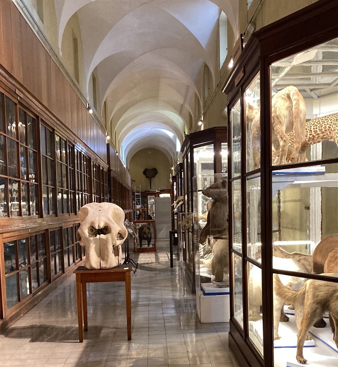 Museo di Storia Naturale - Galleria della Sistematica