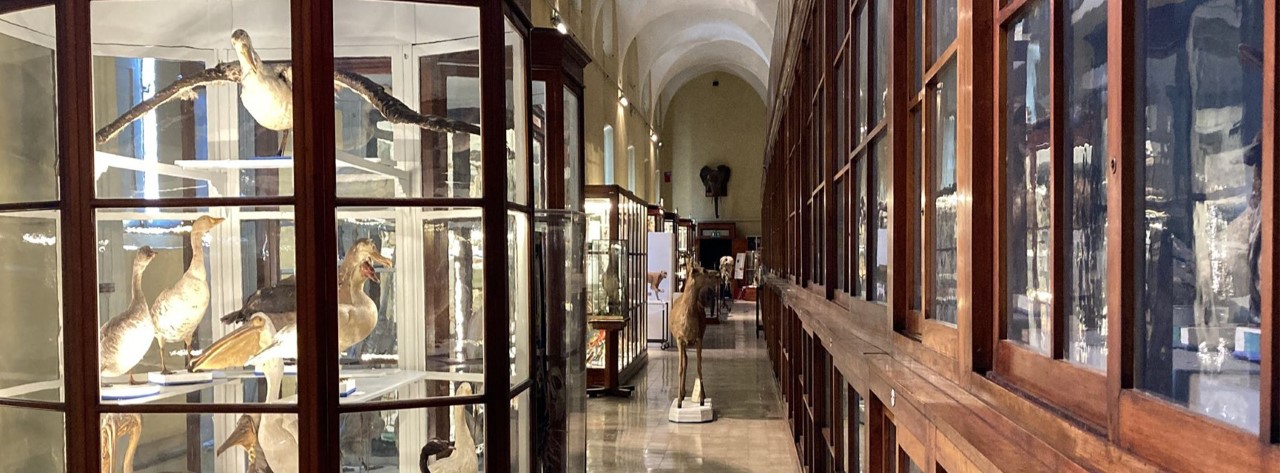 Museo di Storia Naturale - Galleria della Sistematica