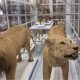 I Like Parma 2023 - 1 e 2 aprile 2023 - Apertura straordinaria del Museo di Storia Naturale