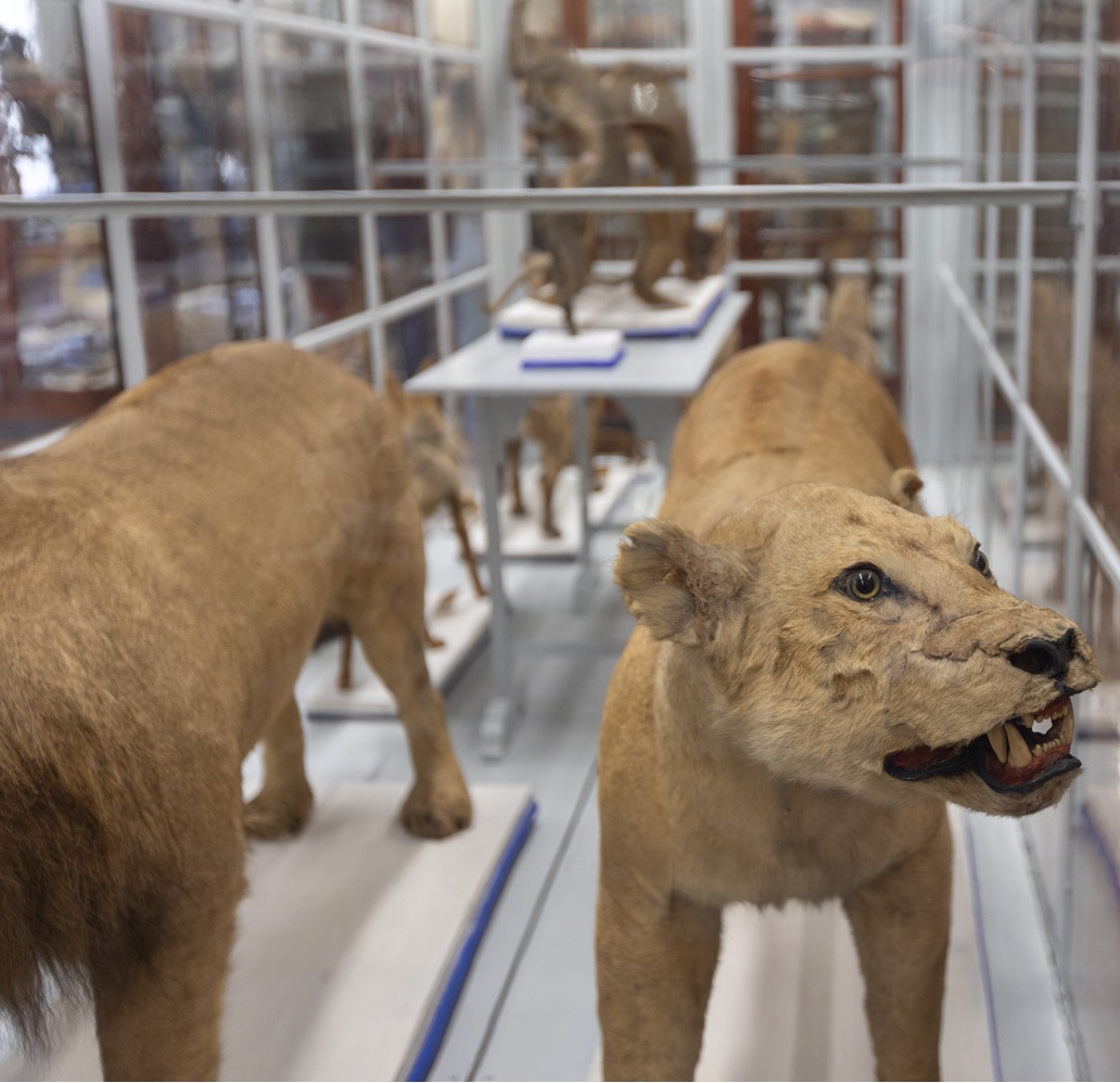 I Like Parma 2023 - 1 e 2 aprile 2023 - Apertura straordinaria del Museo di Storia Naturale