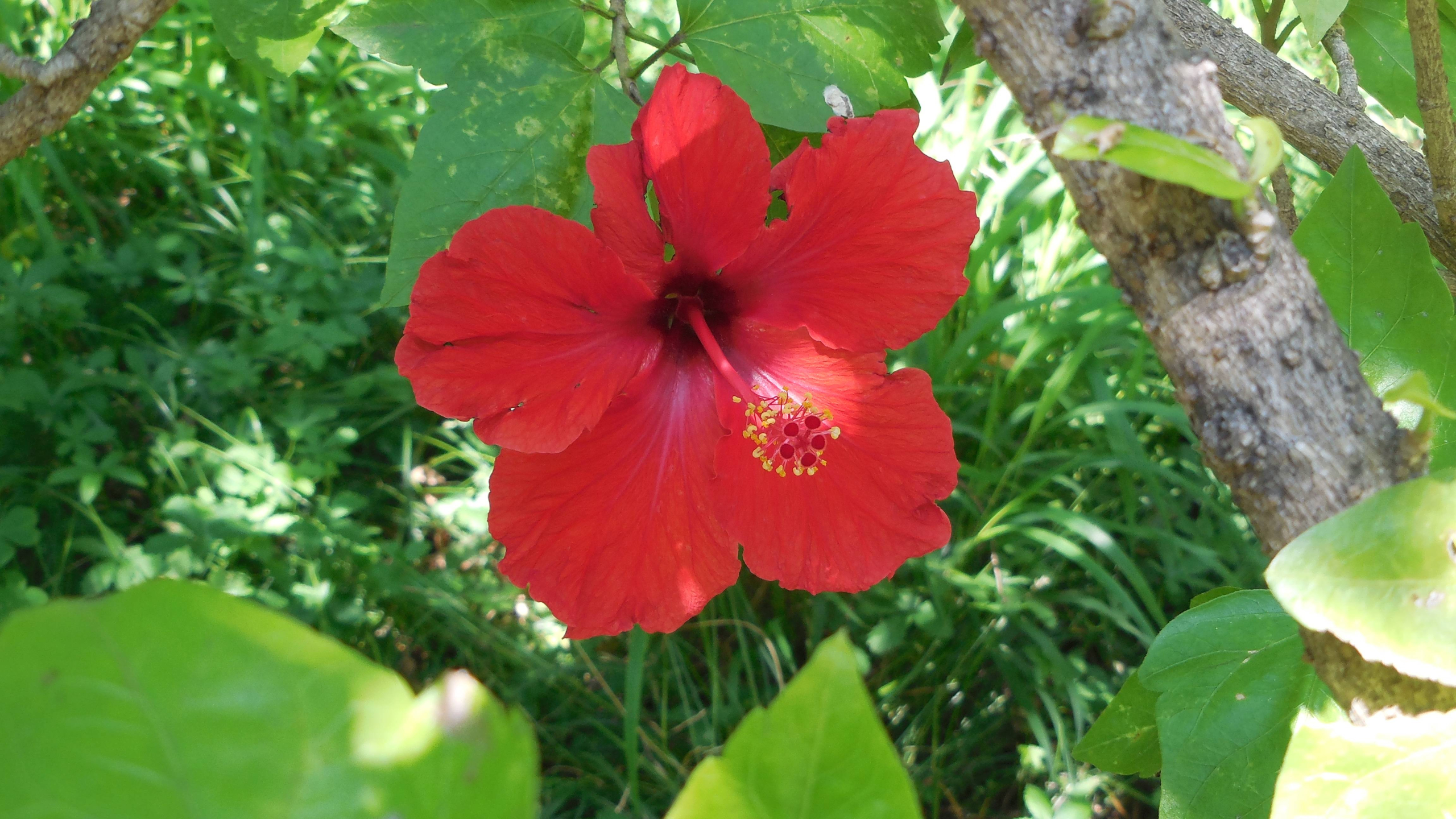 Orto Botanico: fioriture di giugno