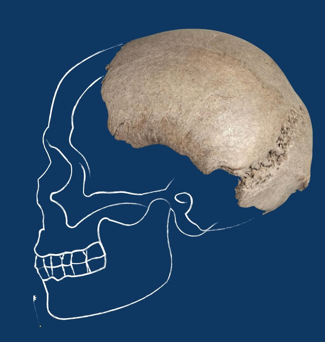 ACAMAR - Fossile di Homo sapiens nel Po