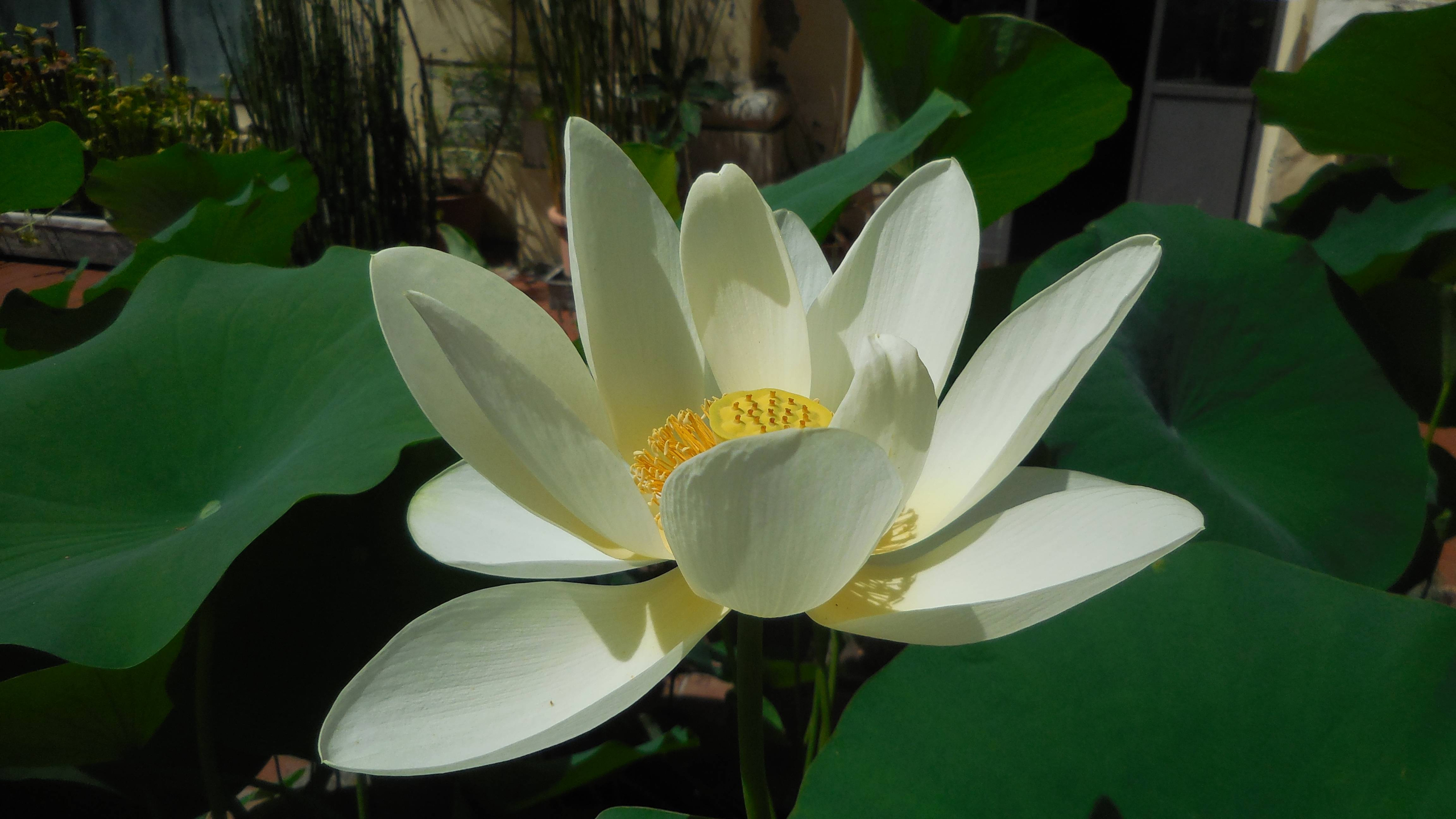 Orto Botanico: le fioriture di luglio