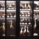 Museo Anatomico Veterinario A. Lemoigne