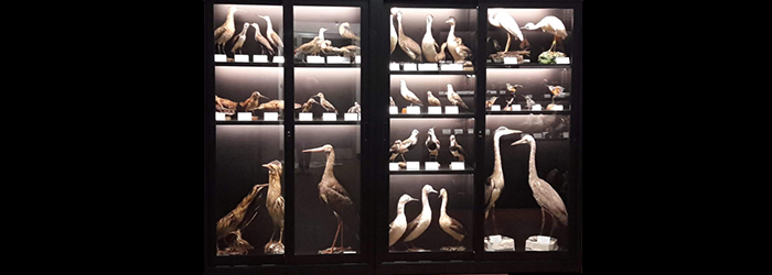 Museo Anatomico Veterinario A. Lemoigne