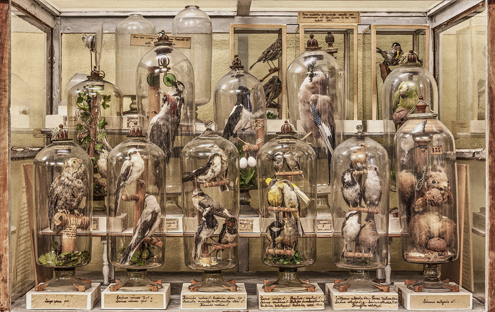 Museo di storia Naturale - Collezione Fourcault 