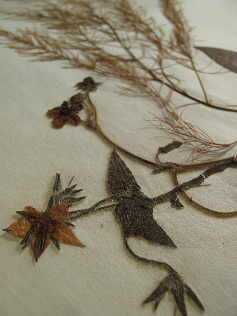 Albertina Sanvitale Herbarium