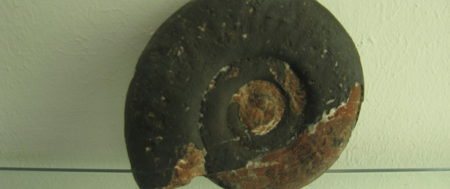 mpp4 ammonite