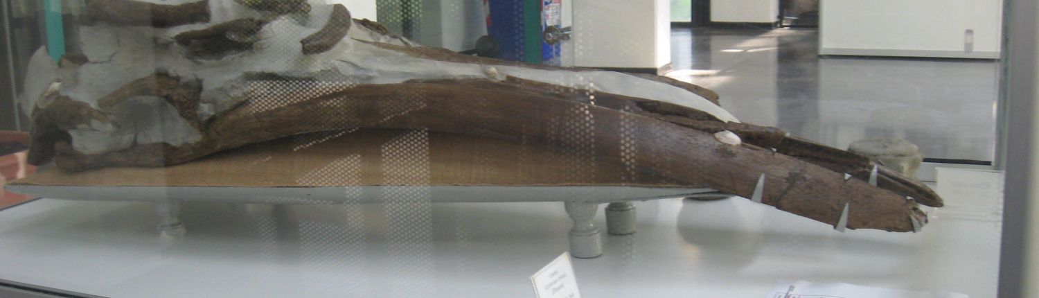 Museo di paleontologia - Cranio di balenottera