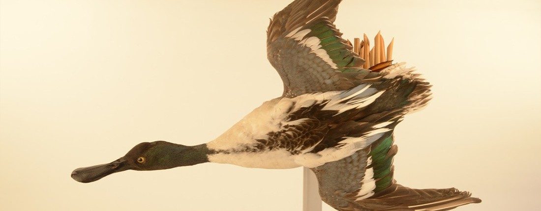 Museo Anatomico Veterinario