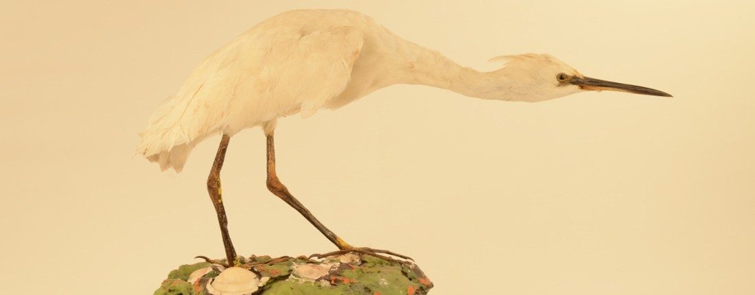 Museo Anatomico Veterinario A. Lemoigne
