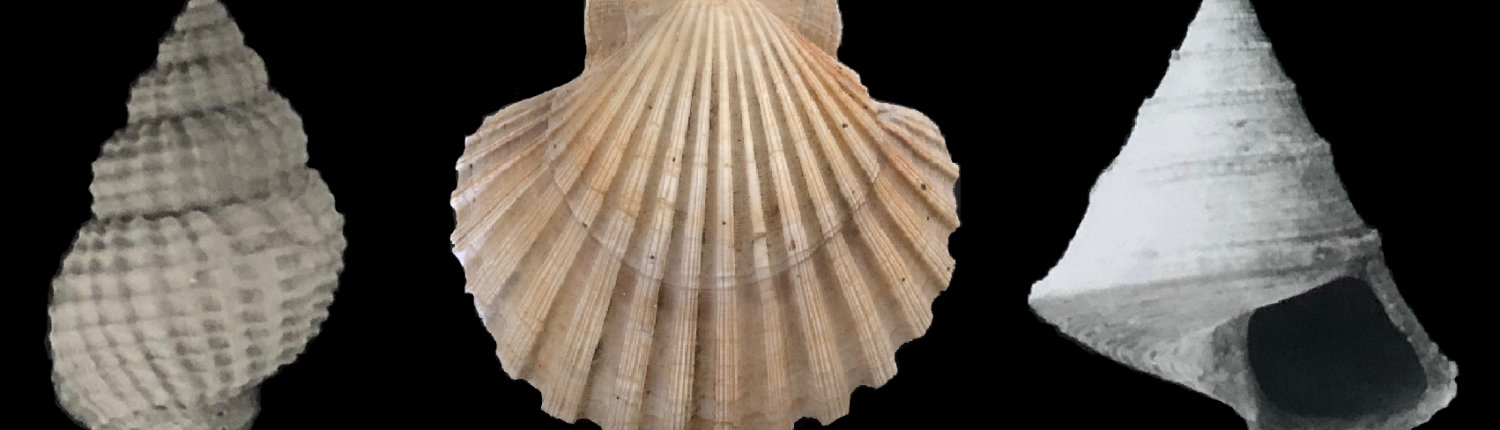 Collezione di Paleontologia - Pecten