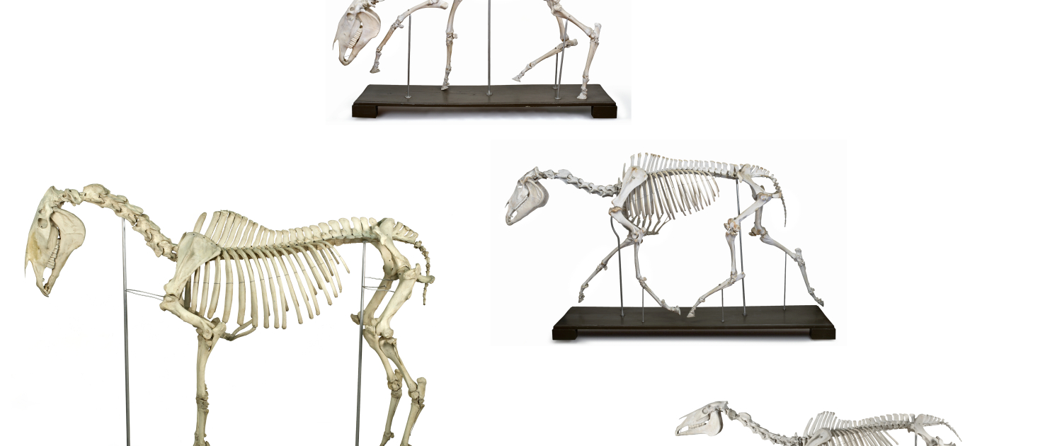 Museo Anatomico Veterinario A. Lemoigne