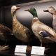 Museo Anatomico Veterinario A. Lemoigne
