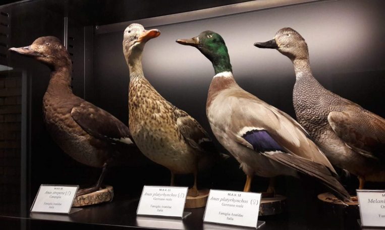 Museo Anatomico Veterinario A. Lemoigne