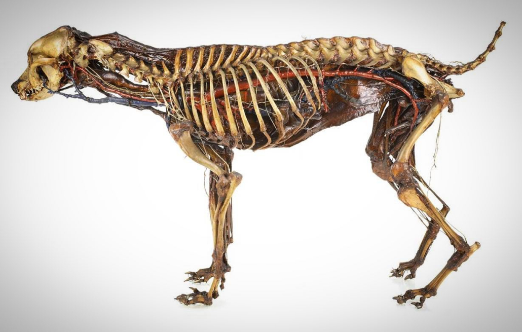 173433442_1958780844260046_199158814358277319_n Veterinary Anatomical Collection