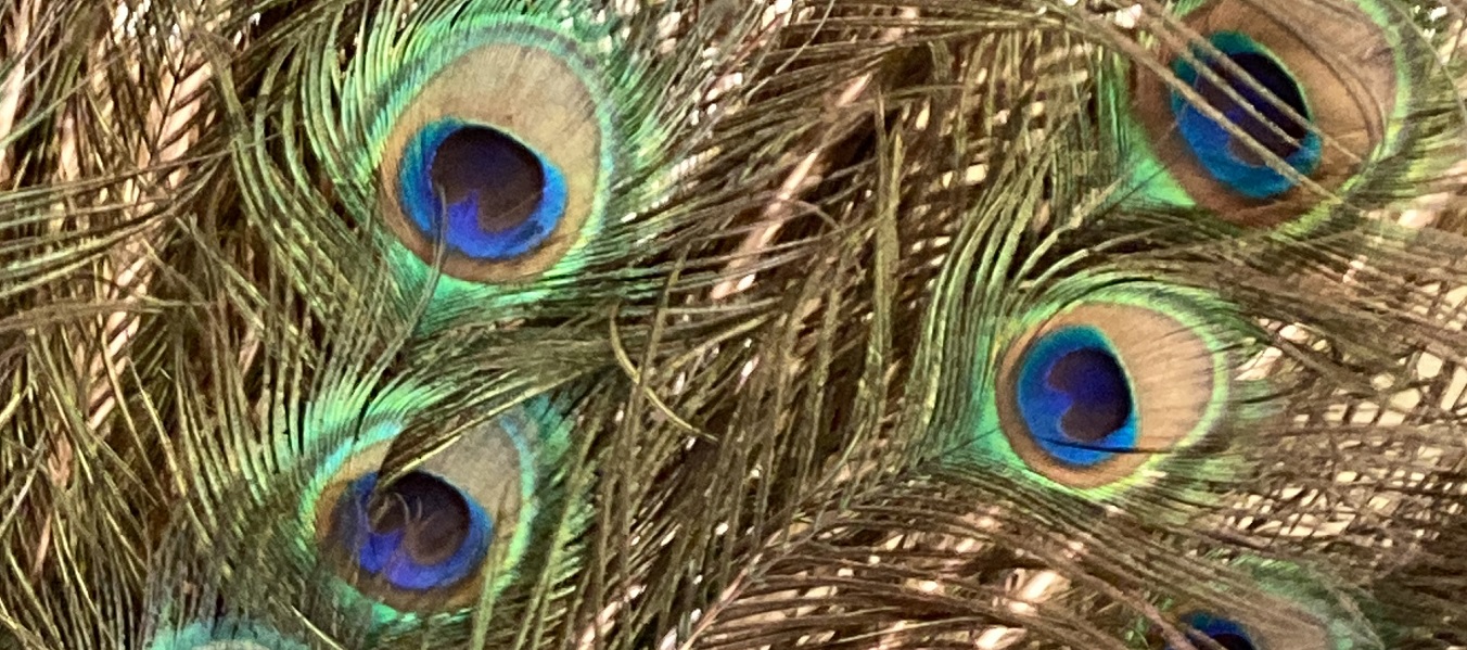 Must - Museo di Storiografia Naturalistica