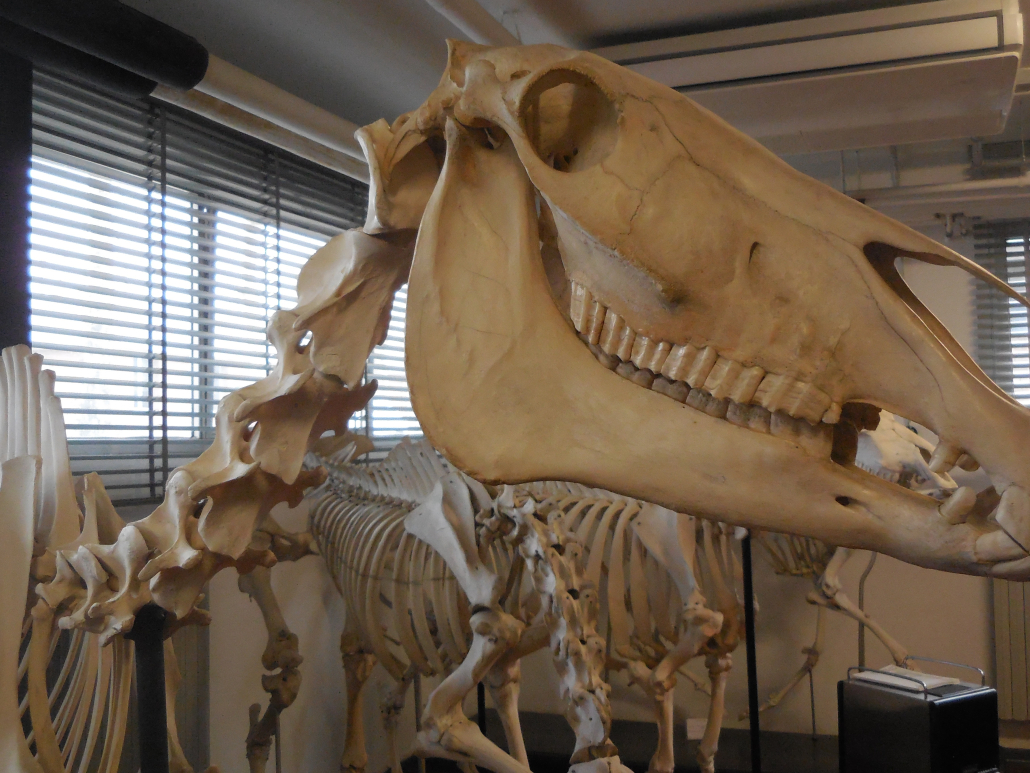 DSCN3942_compressed-1030x773 (1) Anatomical Veterinary Collection A. Lemoigne