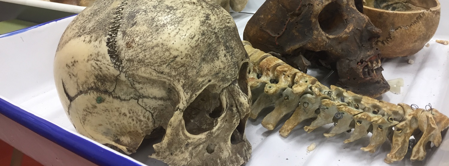 Tenchini Biomedical collection Tenchini Biomedical collection