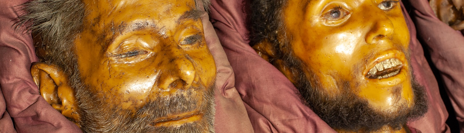 Biomedicine - anatomical waxes