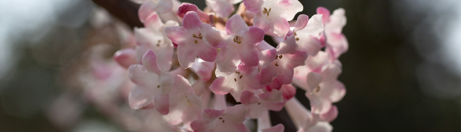 Orto botanico - fioritura