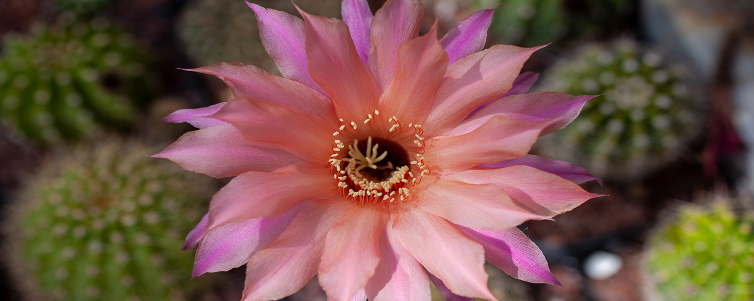 Orto-Botanico- fioritura in rosa Orto-Botanico- fioritura