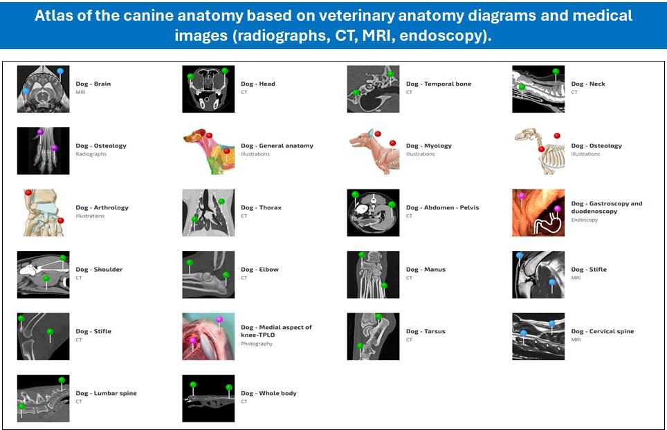 Collezione Veterinaria - Servizi educativi - vet-anatomy