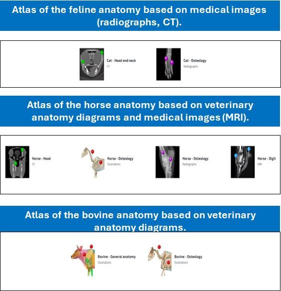 Collezione Veterinaria - Servizi educativi - vet-anatomy