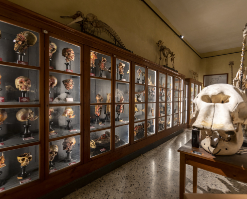Collezione di anatomia umana (Sala degli scheletri)